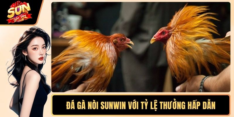 Đá gà nòi SUNWIN