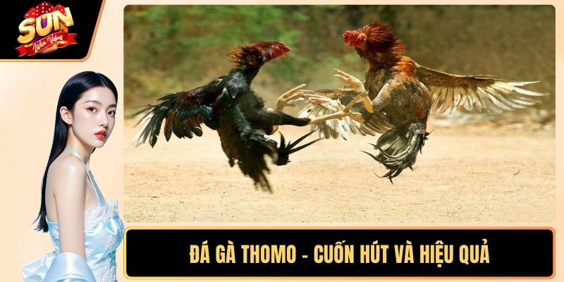 Đá Gà Thomo